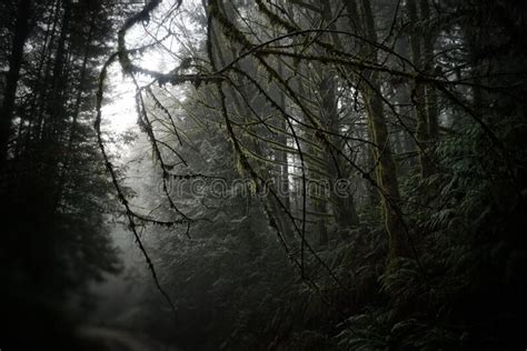 Dark Thick Fog Forest Scene Stock Photo Image Of Dark Nature 186991046