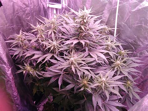 Canuk Seeds Auto Purple Kush Grow Journal Week7 By Korinthius Growdiaries