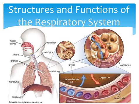 Alterations In Respiratory Function