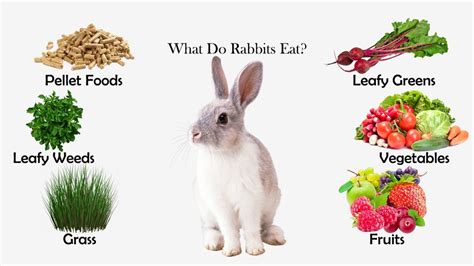 A Healthy Diet For Your Rabbit Bitsysbrainfood