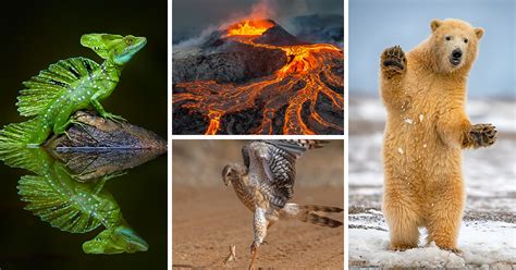 40 Stunning Winning Photos Of The Natures Best Photography