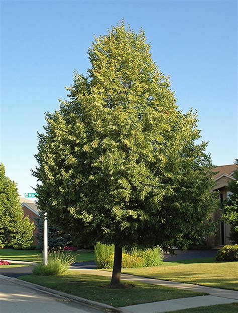 Glenleven Linden — Affordable Trees