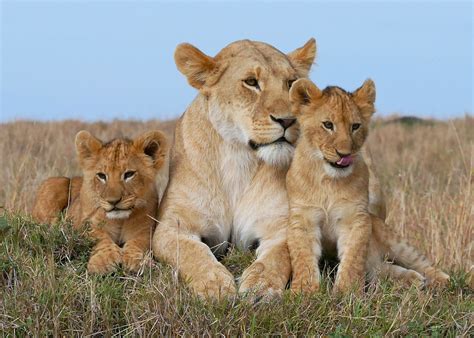 Mother Lion And Her Cubs