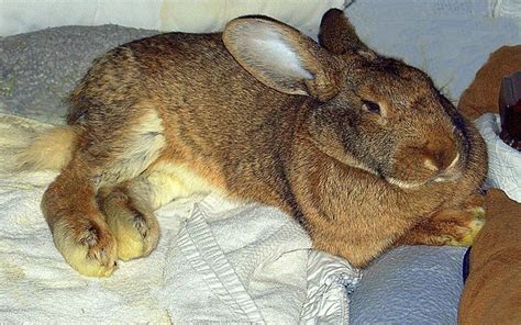 12 Flemish Giant Rabbits For Your Viewing Pleasure