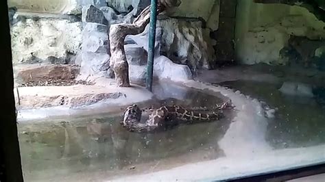 Snake Python Attack On Zoo Caught On Camera Hd Vidéo Dailymotion