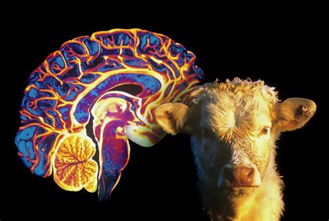 Human Brain And Beef Cow Photograph By Gjlpcnri Fine Art America