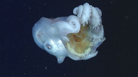 This Elusive Giant Octopus Snacks On Giant Jellies