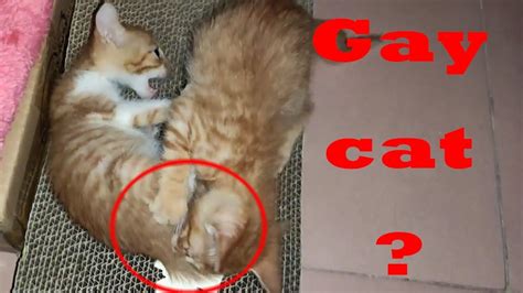 Gay Catsweird Our Cat Lick Other Kitten S Genitals In Forced Youtube