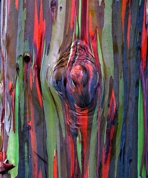 Rainbow Eucalyptus Deglupta Showy Tropical Tree 50 Rare Etsy