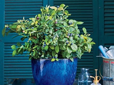 Did You Know You Could Grow Blueberries In Containers Southern
