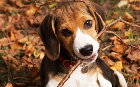 Hd Beagle Animals Dogs Twig Branch Face Eyes Whiskers Cute Autumn Fall