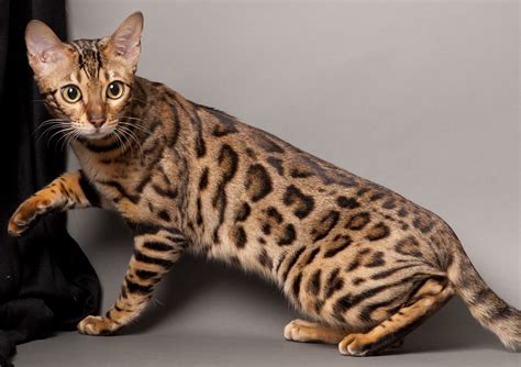 Bengal Cat Purrfect Cat Breeds