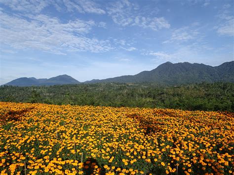 Marigold Mountains Bali Indonesia Greg James Wade Flickr