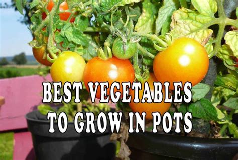 Growing Vegetables In Pots Choosing Plants That Thrive Preppers Will