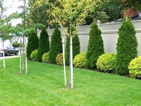 Incredible Trees Along Fence Simple Ideas Home Decorating Ideas