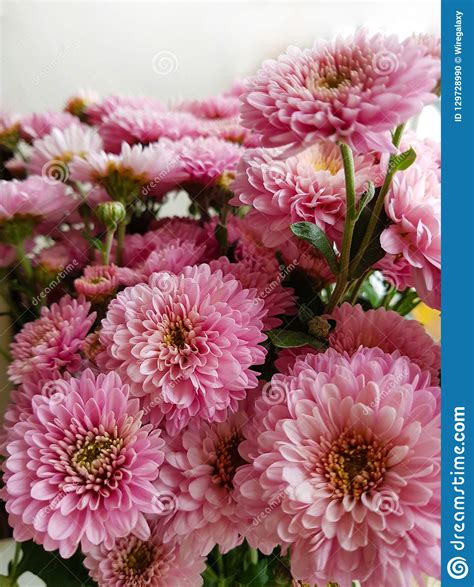 Bouquet Of Chrysanthemums Fall Flowers Close Up Blooming Pink