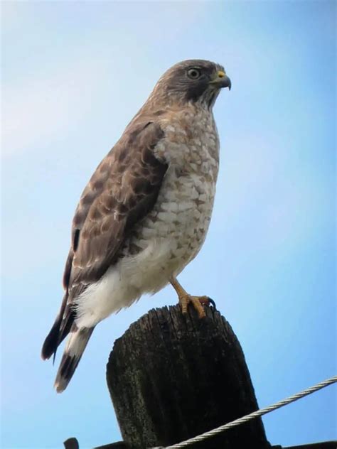 Hawks In Pennsylvania 8 Species With Pictures Wild Bird World