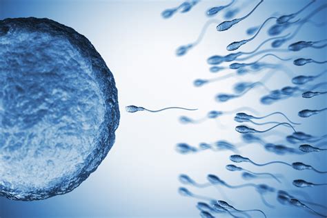 Pinpointing Your Peak Fertility Days Winfertility