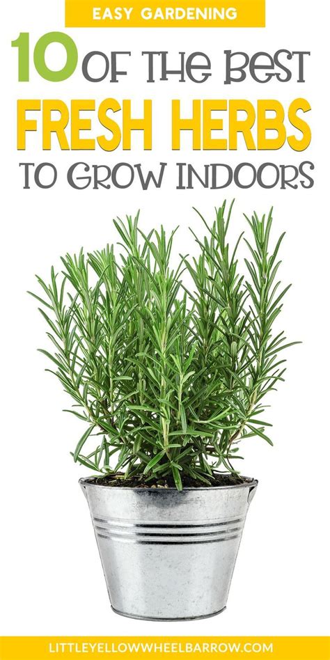 The 10 Best Herbs To Grow Indoors Best Herbs To Grow Growing Herbs
