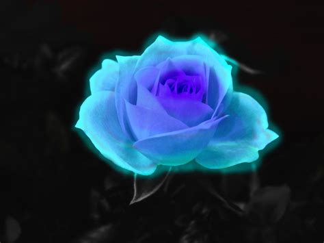 Too Beautiful | Blue roses wallpaper, Blue rose tattoos, Rose flower