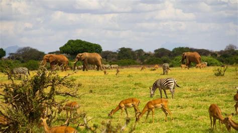 10 Best Safari Parks In Kenya