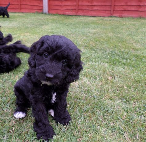 If your company is on this list and you want to remove it, please contact us. Pretty, glossy black F1 cockapoo puppies for sale ...