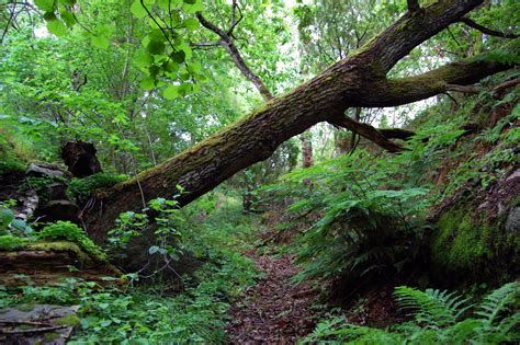 If A Tree Falls Bobcat Territory