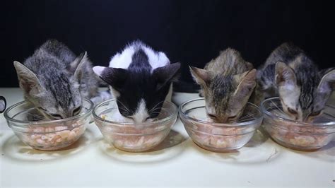 And a good rule of thumb is that human food should not make up more than 15 percent of a cat's diet. 4 kitten Vs shrimps| can cat eat shrimps?? - YouTube