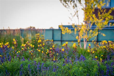Reading Hospital Roof Garden — Jonathan Alderson Landscape Architects
