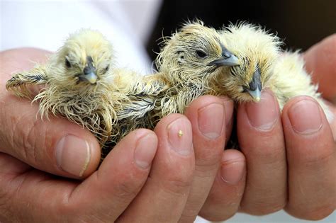 6 Videos Of Baby Birds Hatching The Grossest Miracle Of Life You Will