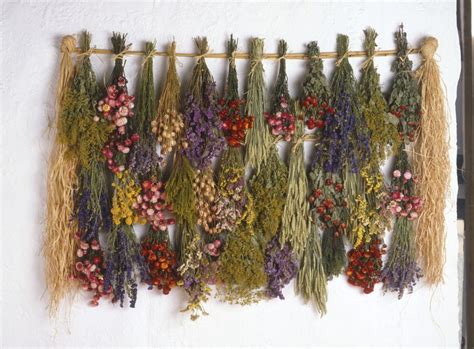 Drying Flowers Tips Tricks And The Best Varieties Dried Flowers