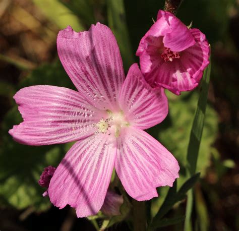 25 Of The Most Beautiful Wildflowers In California The Philipendium