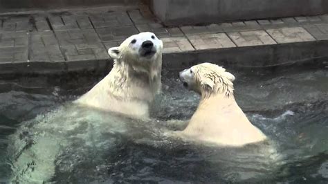 Shilka The Polar Bear Cub Plays In The Water And Joined By Gerda At