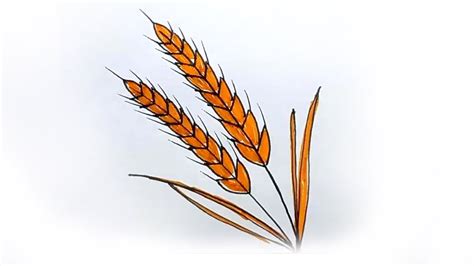 How To Draw Wheat Step By Step Youtube