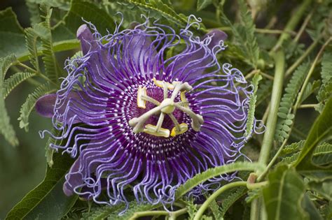 The purple passion plant is famed for its hairy, purple foliage. Over Wintering Passion Flower Vine Indoors
