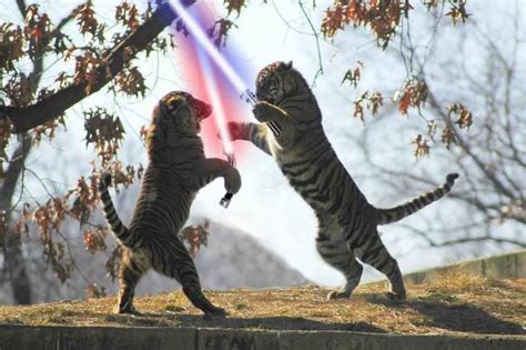 Jedi Tigers Star Wars Pinterest Awesome Animals And Tigers