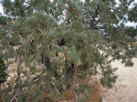 Drought resistent succulents and cactus growing in suspended mexican terracott. Trees found in the Mojave Desert near Mesquite Nevada