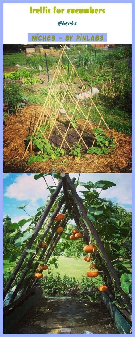 The cucumbers will hang in the front or inside. Trellis for cucumbers #trellis #cucumbers Gitter für ...