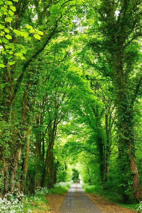 Paisagens Espetaculares Paisagem Verde Paisagens Verdes Lindas