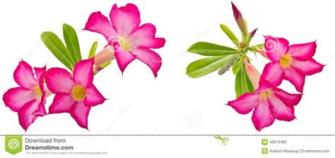 Desert Rose Flowers Stock Image Image Of Petal Plant 49279483