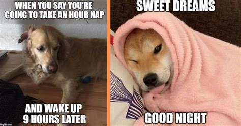25 Memes That Prove Your Doggo Is Living For Nap Time More Than You