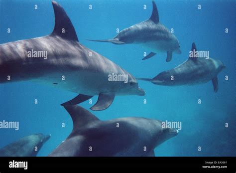 Bottlenose Dolphins Hi Res Stock Photography And Images Alamy