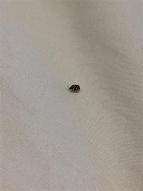 Maybe you would like to learn more about one of these? I found this bug in my bathroom and bedroom multiple times ...