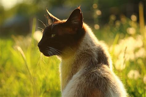 Hd Wallpaper Close Up Photography Of Siamese Cat At The Meadow Breed