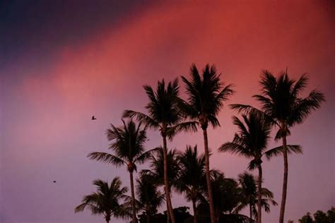 Pretty In Pink Vibrant Pink Sunset Palm Trees The