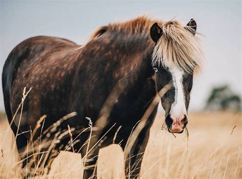 Queen Of The Field 🌾 Horses Beautiful Horses Wild Horses