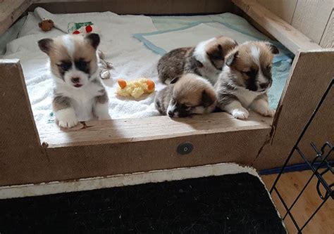 Skip to main search results. Puppy for Sale, Reserve From Our Available Litters - Bison ...