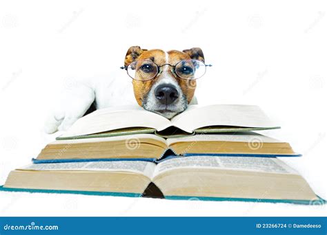 Dog Reading Books Stock Images Image 23266724