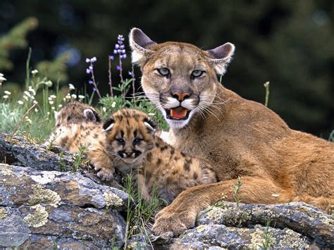 All About Animal Wildlife Mountain Lion Few Facts