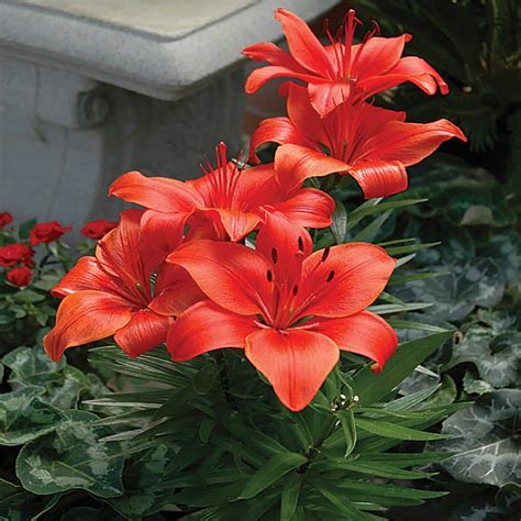 1 Red Asiatic Lily Plant 10063 The Home Depot